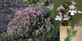 Thymus ericifolia